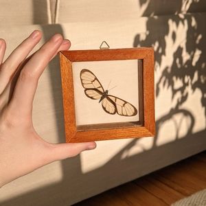 Wood framed taxidermy butterfly